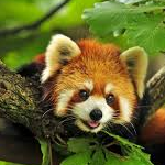 Список плагинов для Firefox