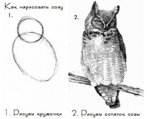 Как нарисовать сову